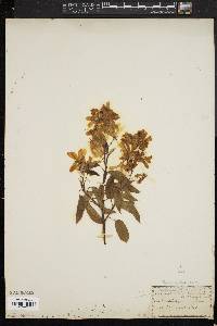 Amelanchier canadensis image