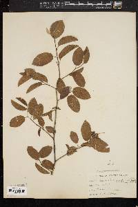 Amelanchier canadensis image