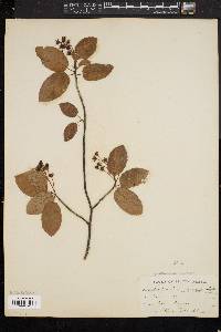 Amelanchier canadensis image