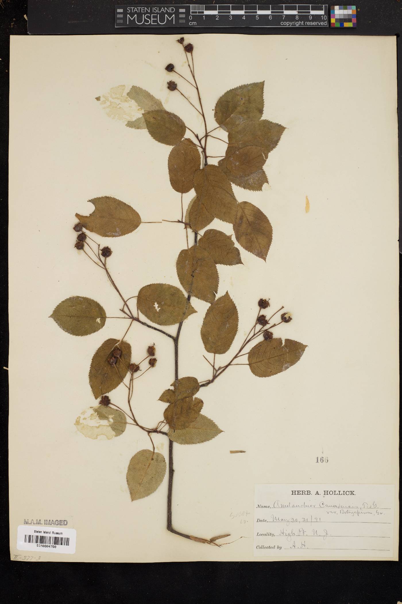 Amelanchier canadensis var. botryapium image