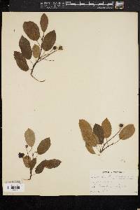 Amelanchier canadensis image