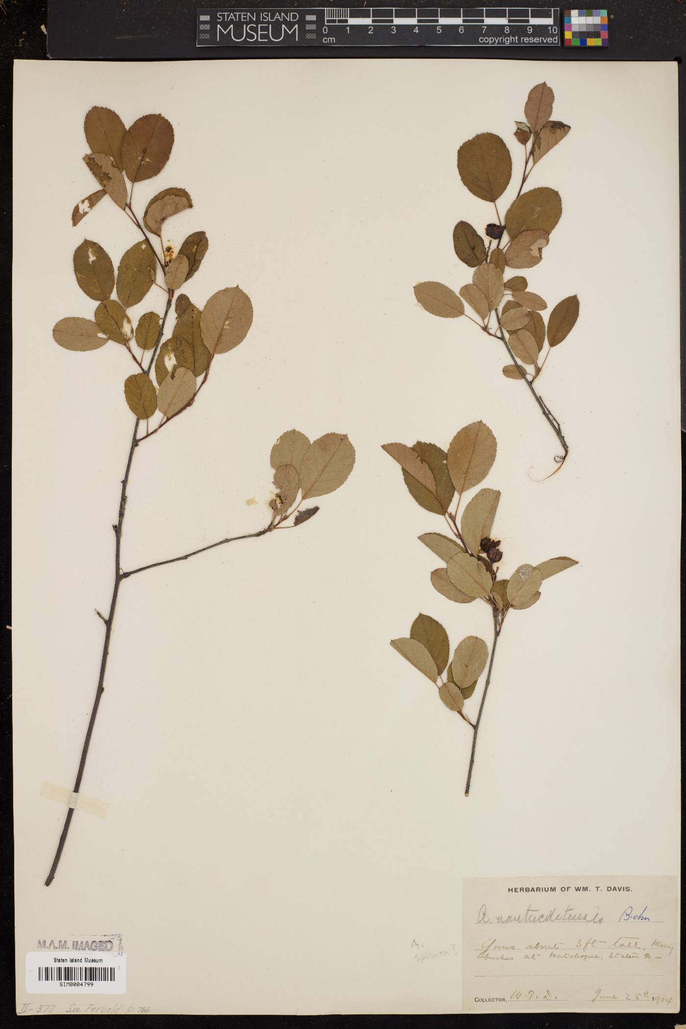 Amelanchier nantucketensis image