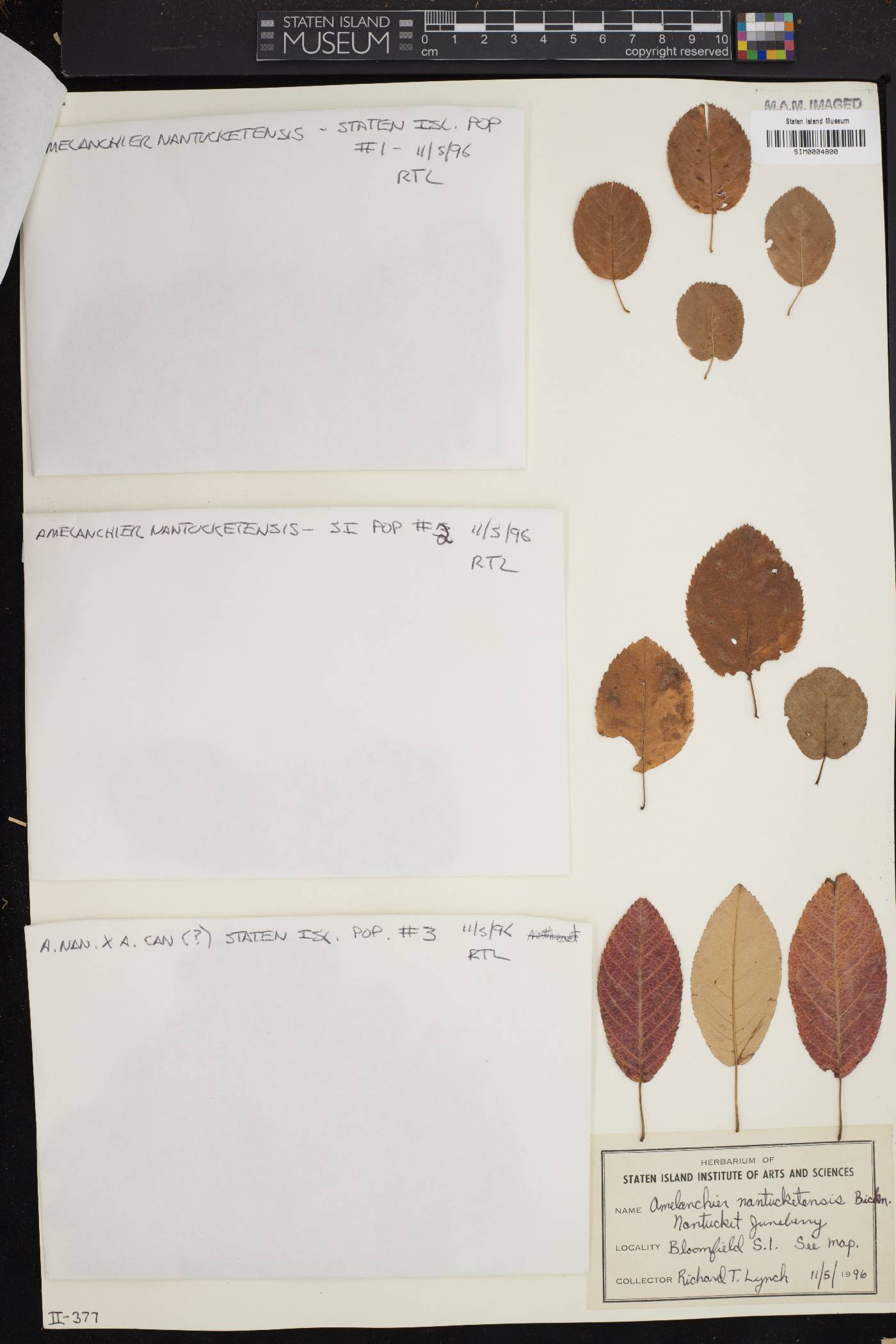 Amelanchier nantucketensis image