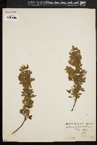 Cytisus triflorus image