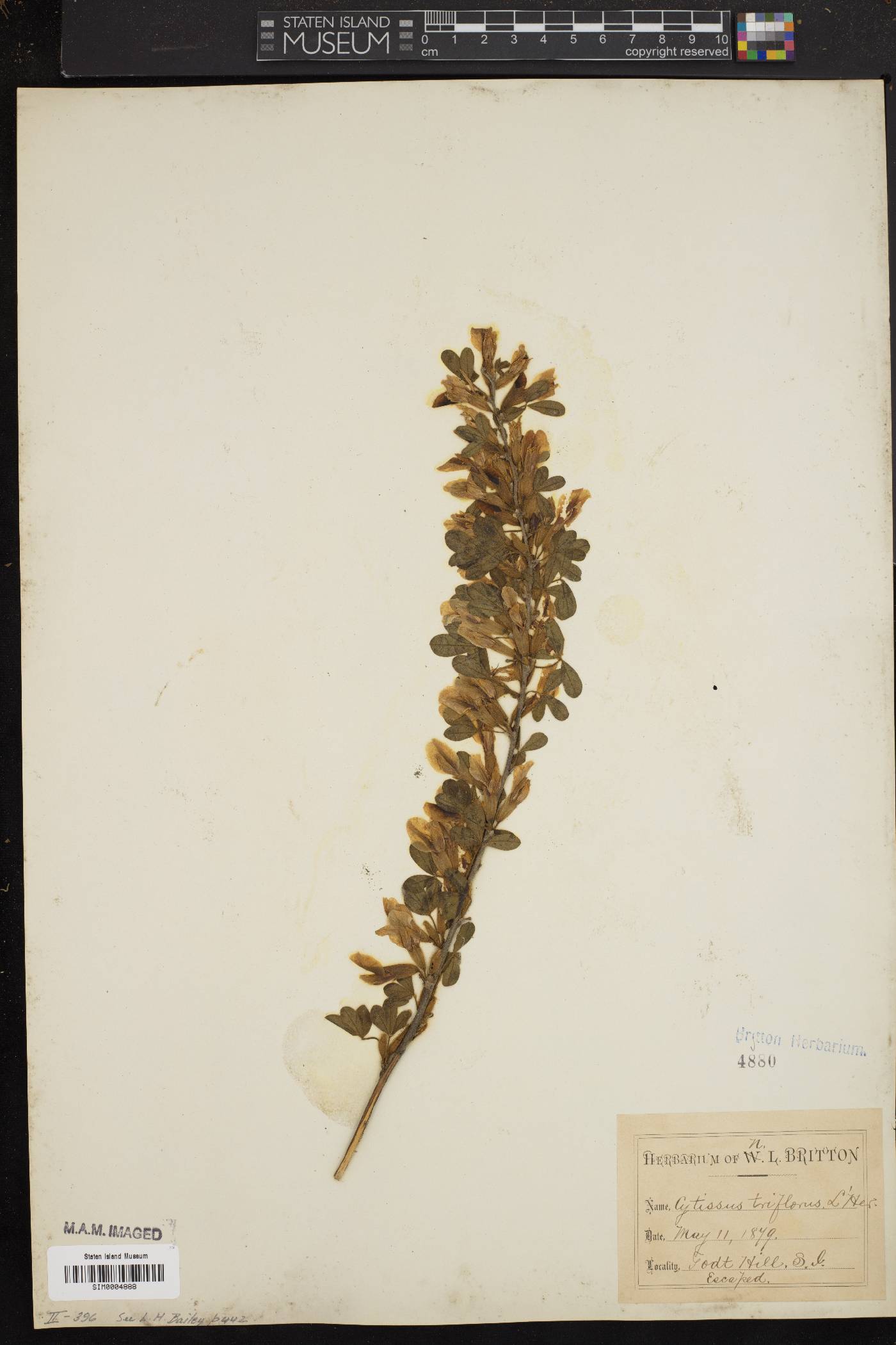 Cytisus triflorus image