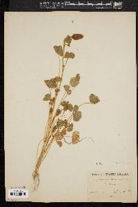 Trifolium incarnatum image