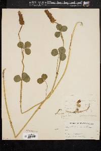 Trifolium incarnatum image