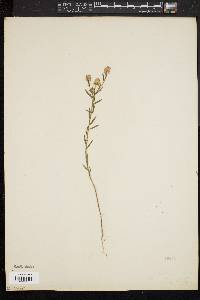 Trifolium arvense image