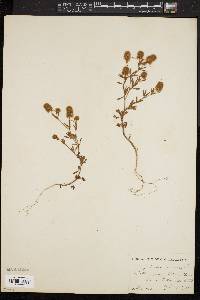 Trifolium arvense image