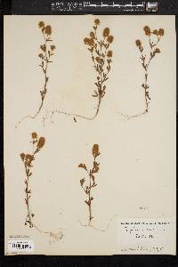 Trifolium arvense image