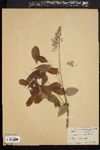 Wisteria floribunda image