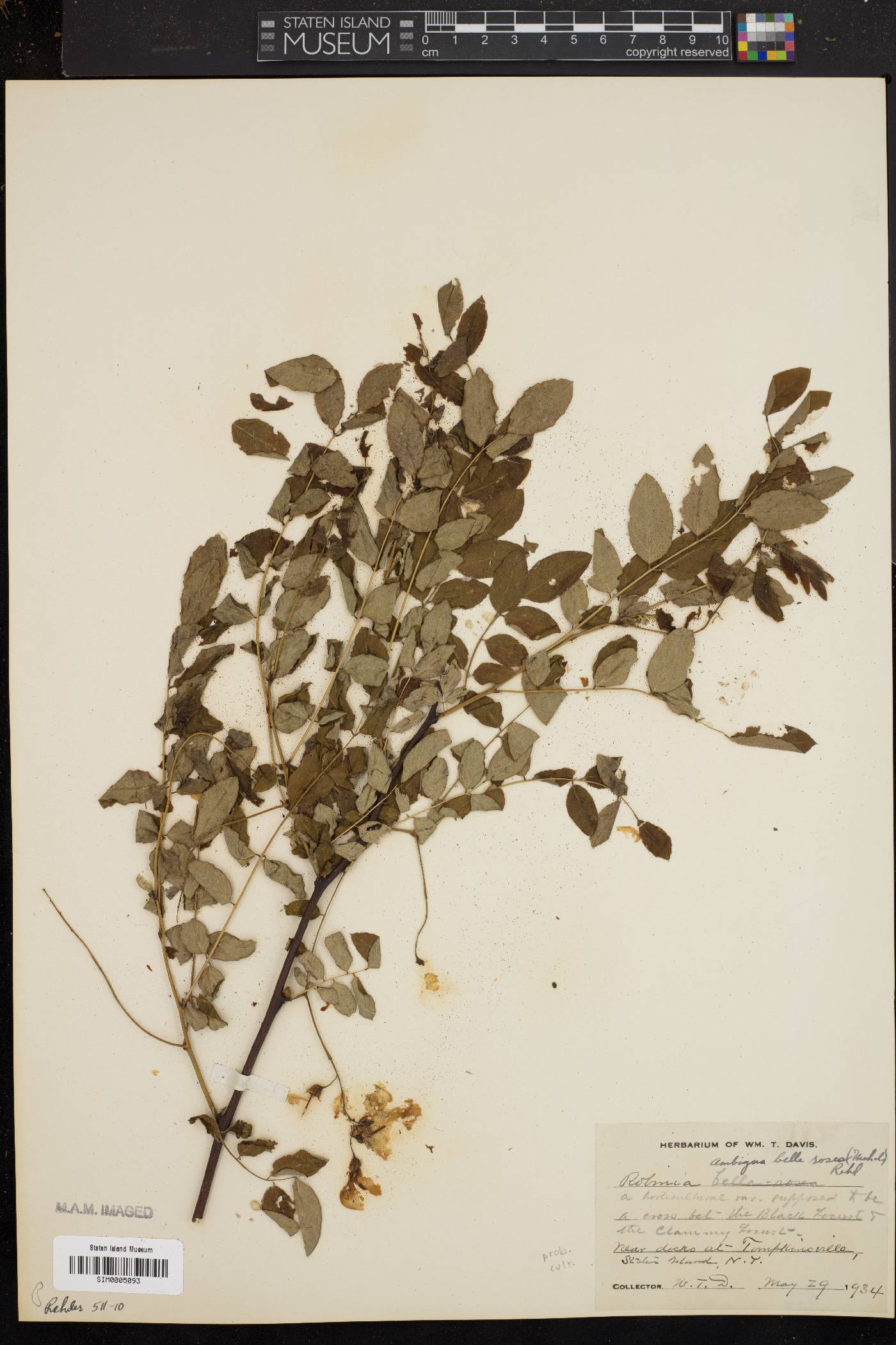 Robinia x ambigua image