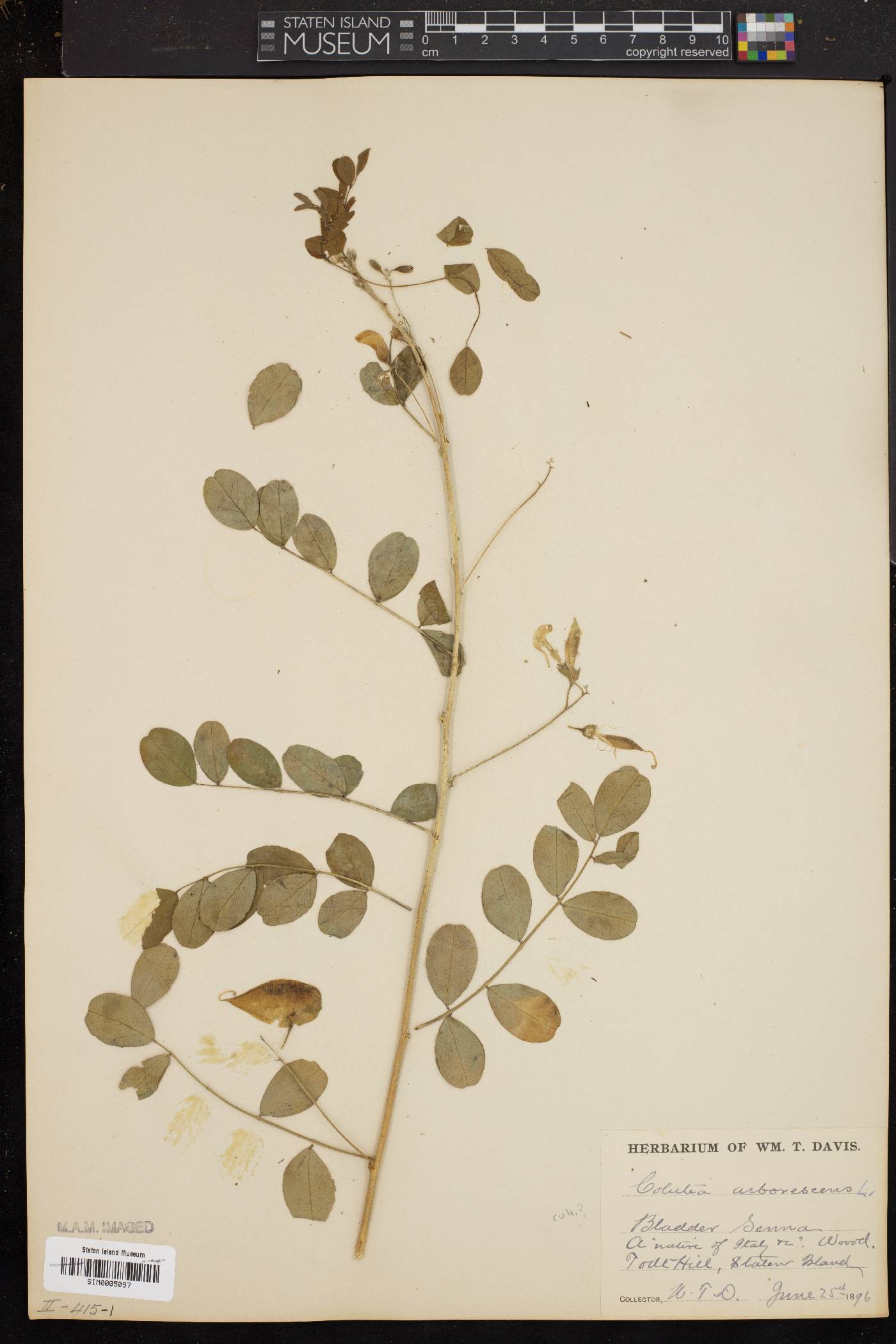 Colutea arborescens image