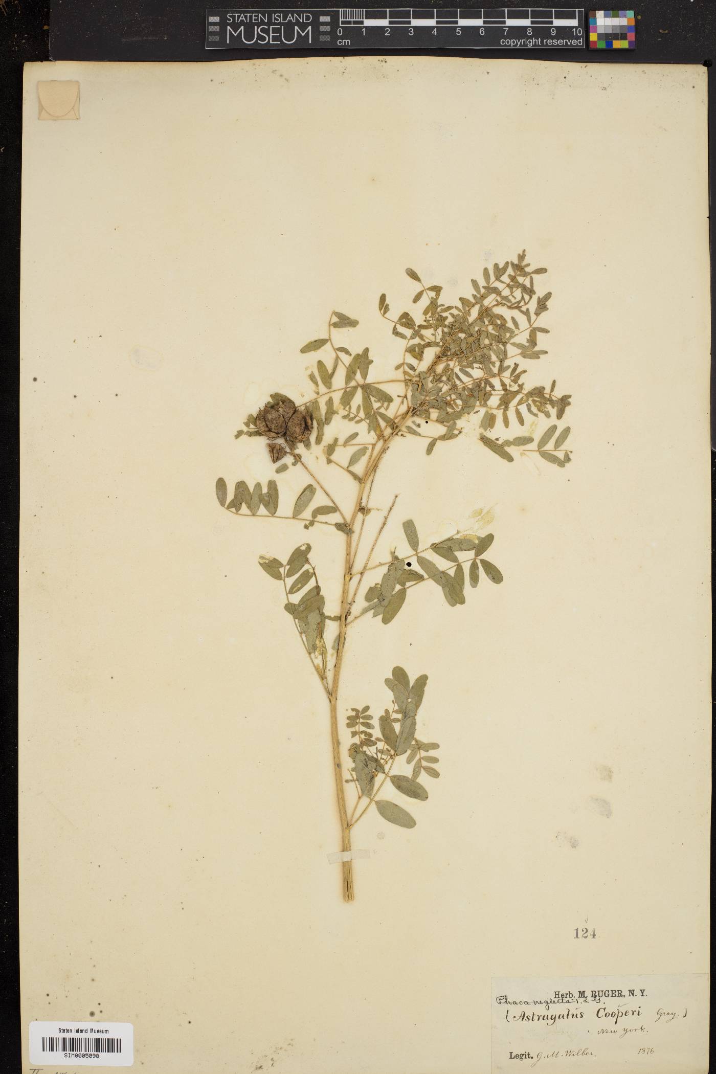 Astragalus cooperi image