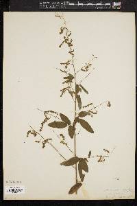 Desmodium strictum image