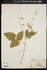 Desmodium canescens image