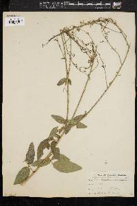 Desmodium rigidum image