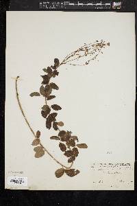 Desmodium ciliare image