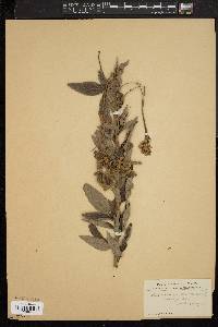 Desmodium canadense image