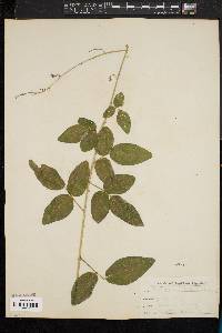 Desmodium dillenii image