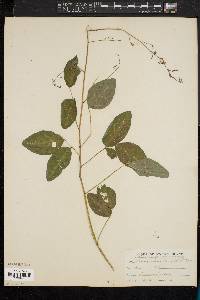 Desmodium laevigatum image