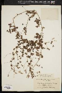 Lespedeza procumbens image