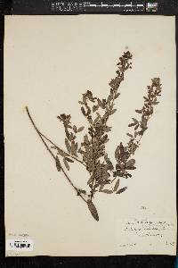 Lespedeza intermedia image