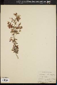 Lespedeza thunbergii var. thunbergii image