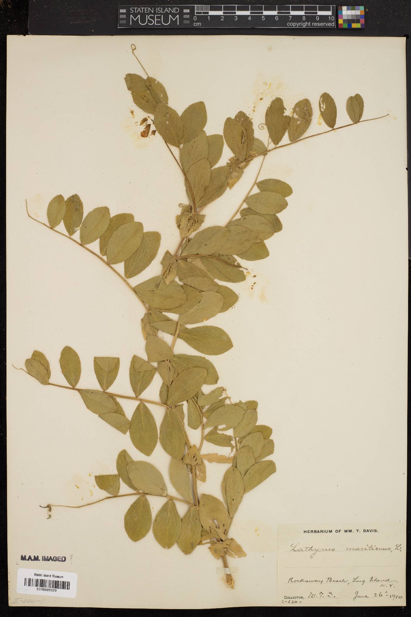 Lathyrus maritimus image