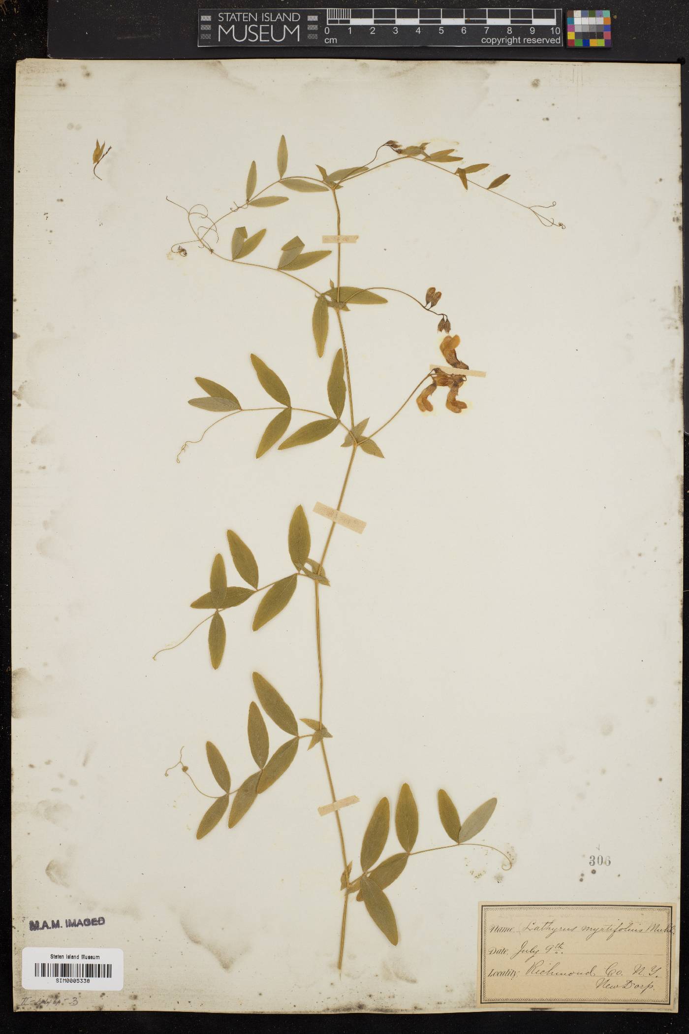 Lathyrus myrtifolius image