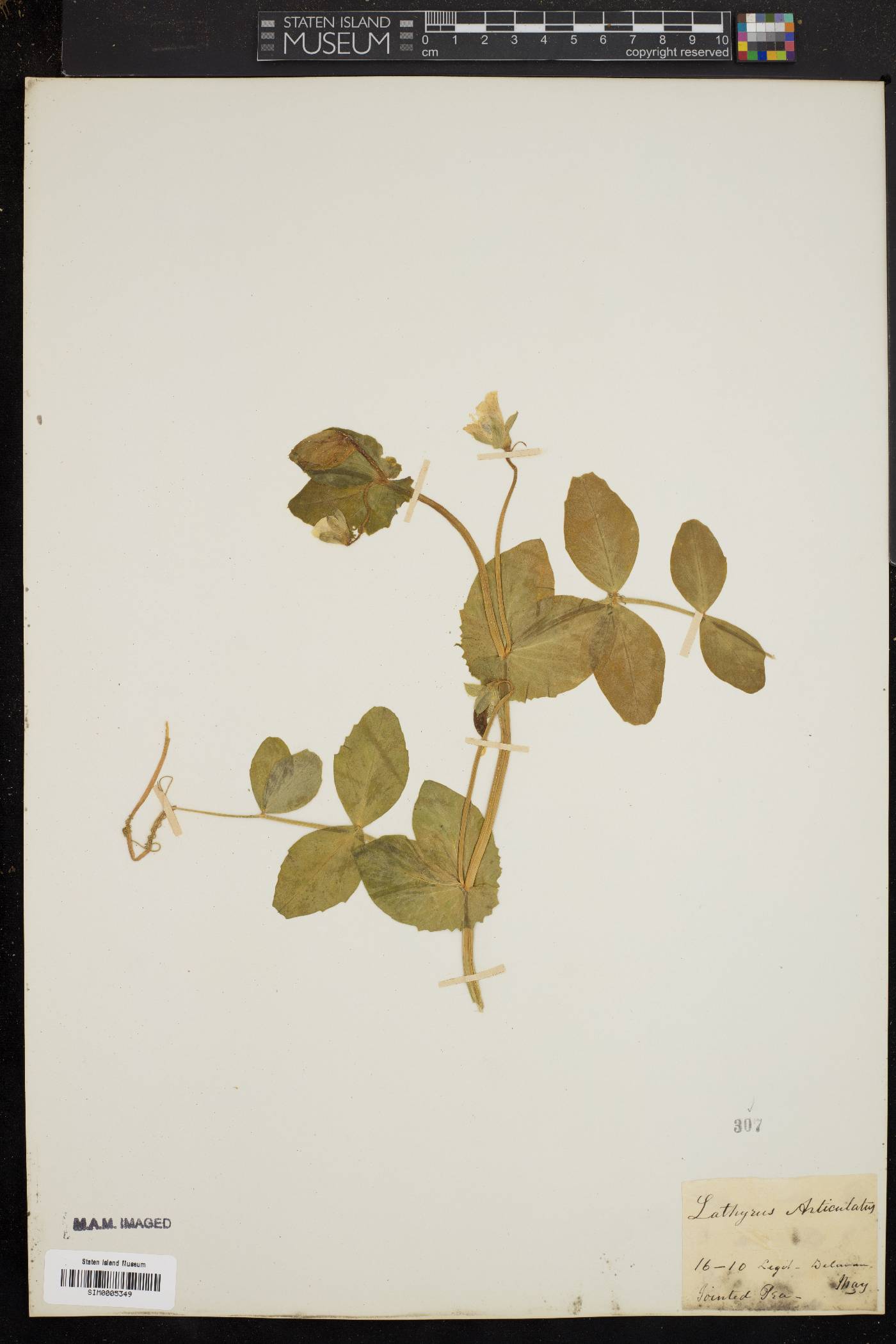 Lathyrus articulatus image