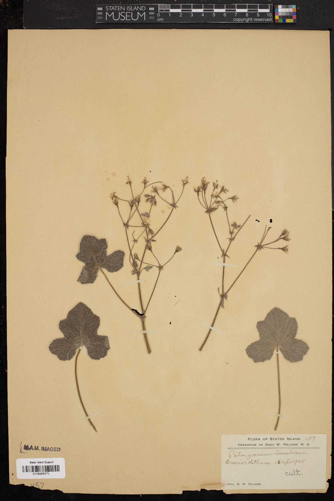 Pelargonium tomentosum image