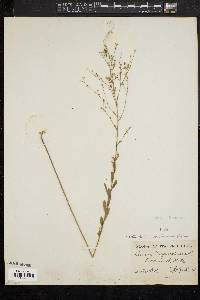 Linum virginianum image