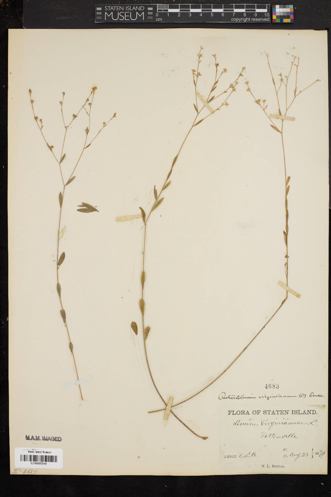 Linum virginianum image