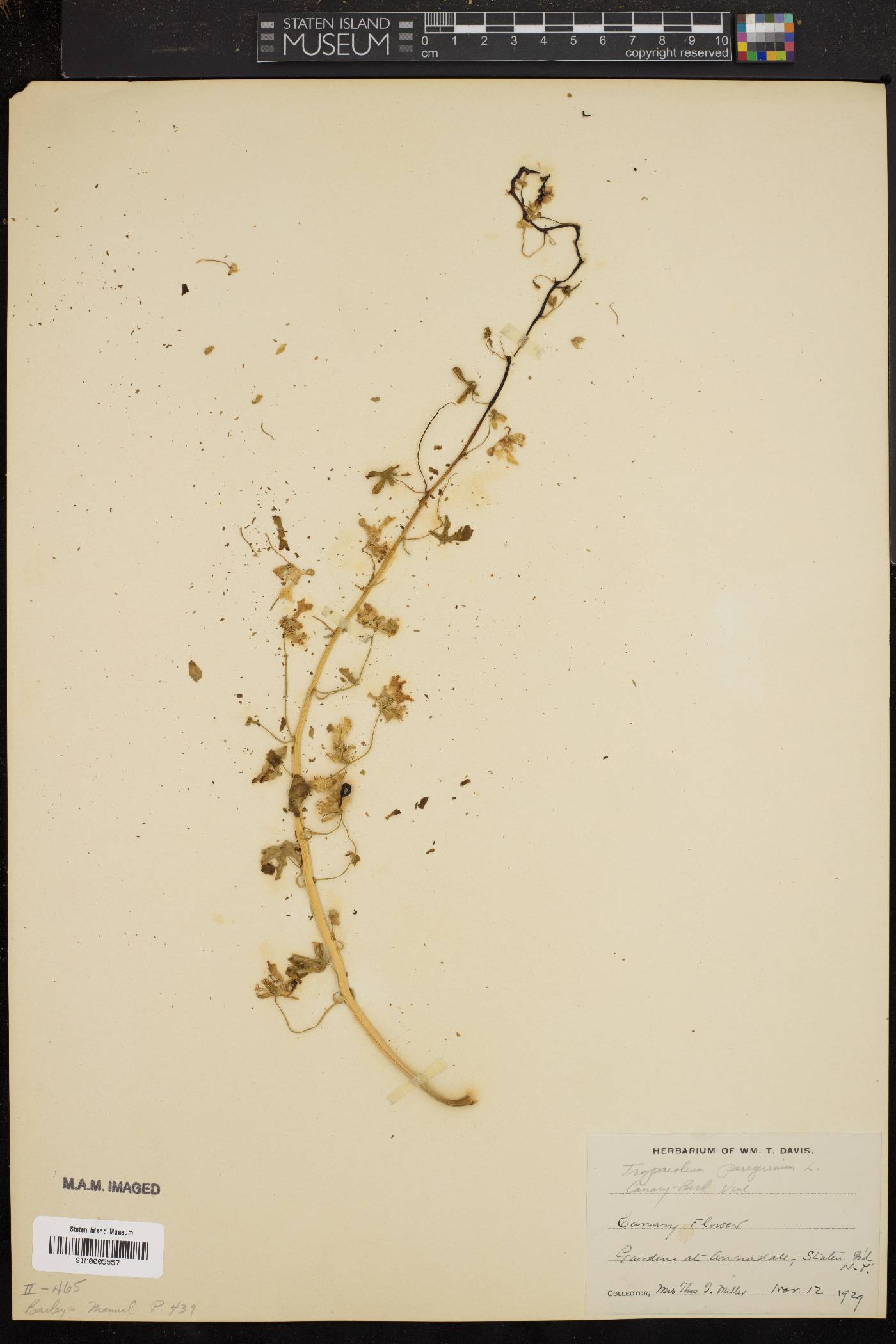 Tropaeolum peregrinum image