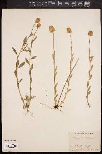 Polygala lutea image