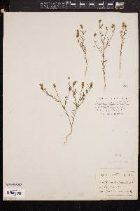 Polygala nuttallii image