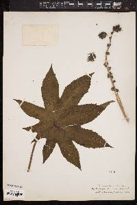 Ricinus communis image