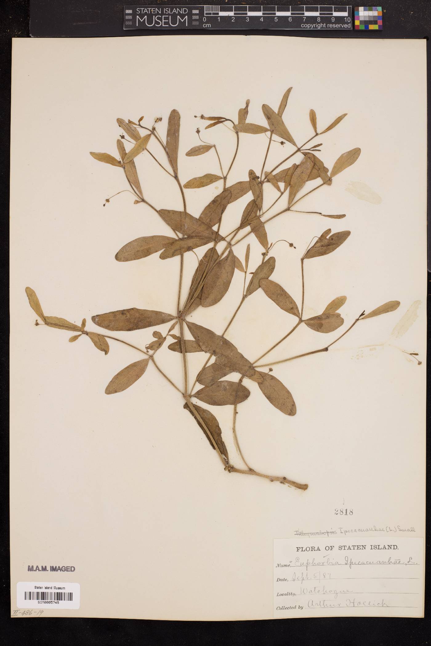Euphorbia ipecacuanhae image