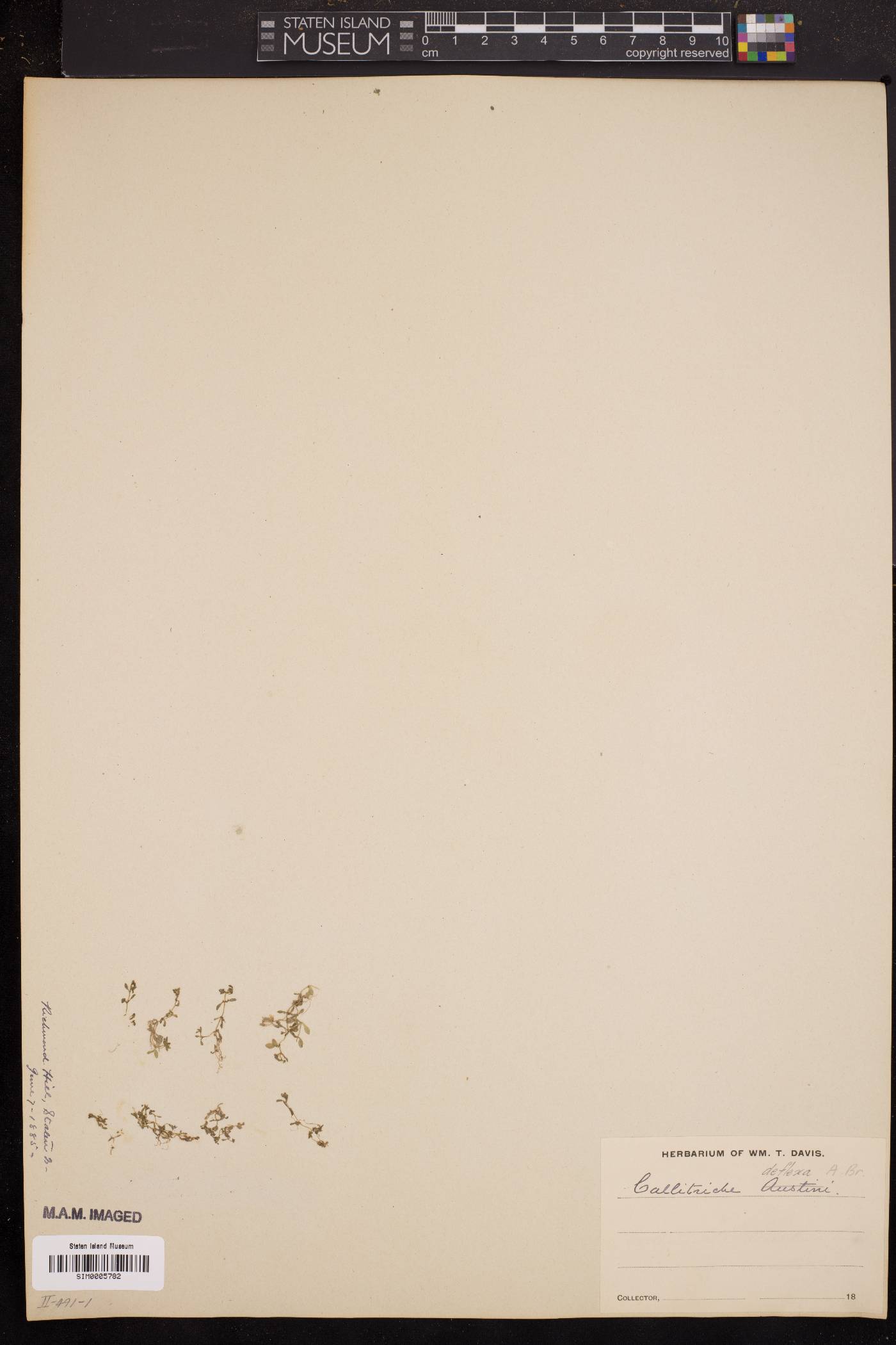 Callitriche deflexa image