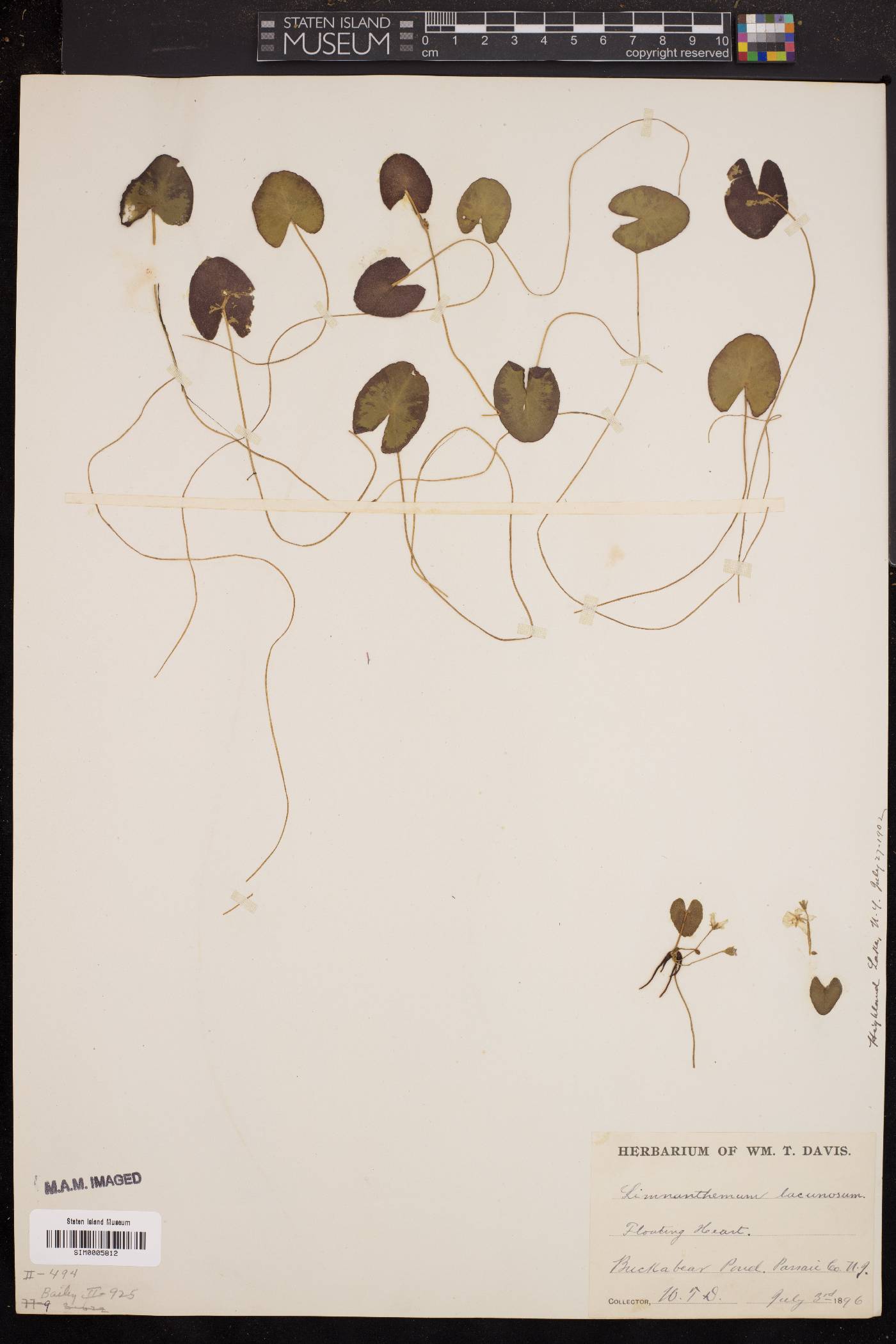 Limnanthemum lacunosum image