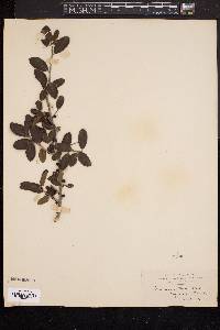 Ilex vomitoria image