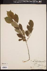 Ilex montana image