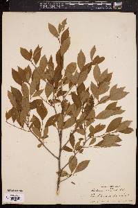 Ilex laevigata image