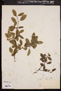 Ilex mucronata image