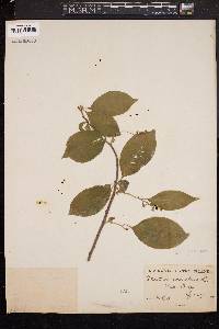 Celastrus scandens image