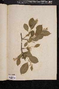 Celastrus scandens image