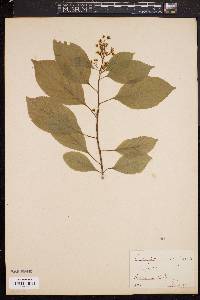 Celastrus scandens image