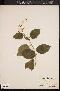 Celastrus scandens image