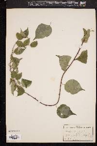 Celastrus scandens image